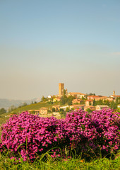 Scenic view of a medieval village on a hill with blooming pink flowers in the foreground at sunset, Barbaresco, Langhe, Piedmont, Italy