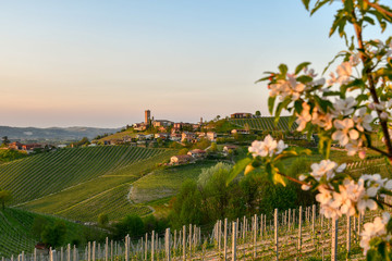 Panoramic view of vineyard hills with ancient village on the top at sunset in springtime,...