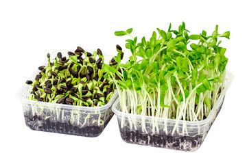 Sunflower seeding in a small plastic box. (picture with paths)