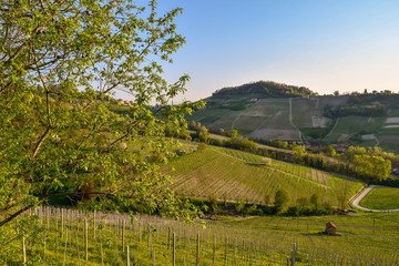 Fototapeta na wymiar Scenic view of vineyard hills in springtime, Monforte d'Alba, Langhe, Piedmont, Italy