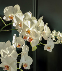 Luxurious branches of white phalaenopsis orchid flower Phalaenopsis, known as the Moth Orchid or Phal on black background. The rays of the sun fall on the orchids. Magical idea for any design.