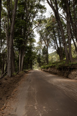road in the forest in the summer 