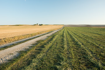 Dirt road through the stubble and green mowed field, horizon and cloudless sky