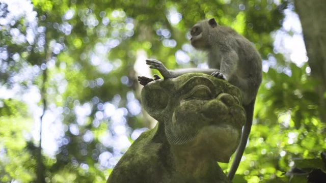 A young macaque sitting and relaxing on the top of a sculpture in forest