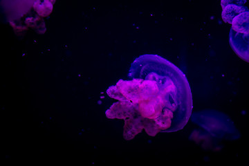 Naklejka na ściany i meble jellyfish underwater