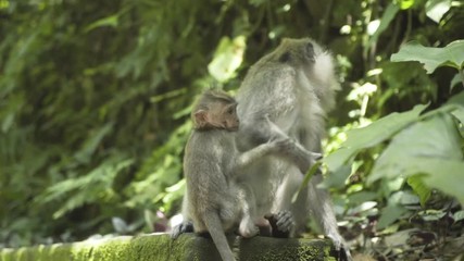 Slow motion shot as a macaque mother teaching her baby how to use stones as tools to eat crabs
