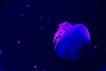 Naklejka na ściany i meble jellyfish underwater