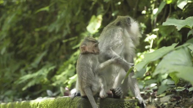 Slow motion shot as a macaque mother teaching her baby how to use stones as tools to eat crabs