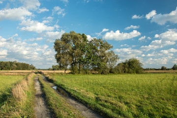Road through fields, large trees and clouds on blue sky