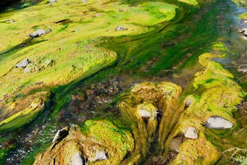 The stream bed (river bed) with green algae in a forest
