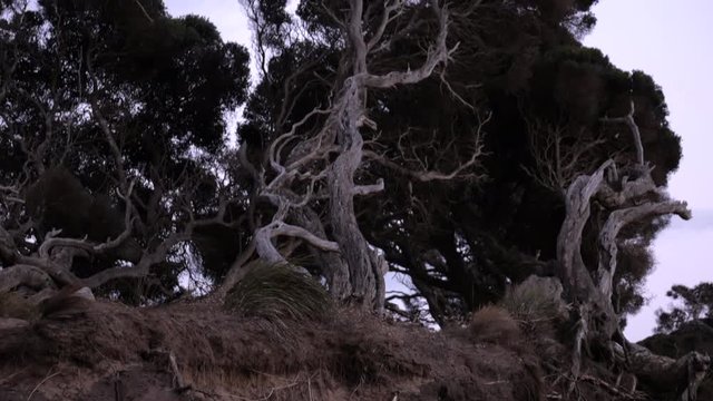 Old twisted Moonah tree along the beach of Anglesea, Australia. PAN UP SHOT of the eroded sandstone with protruding root system, revealing the beautiful old tree above.
