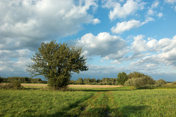 Obraz premium Duży zielony krzew liściasty rosnący na łące i chmurach na błękitnym niebie