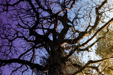 Dramatic tree