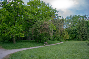 Fototapeta na wymiar beautiful park, garden, trees Salicaceae, oak, green grass, paths, picturesque piisezazh