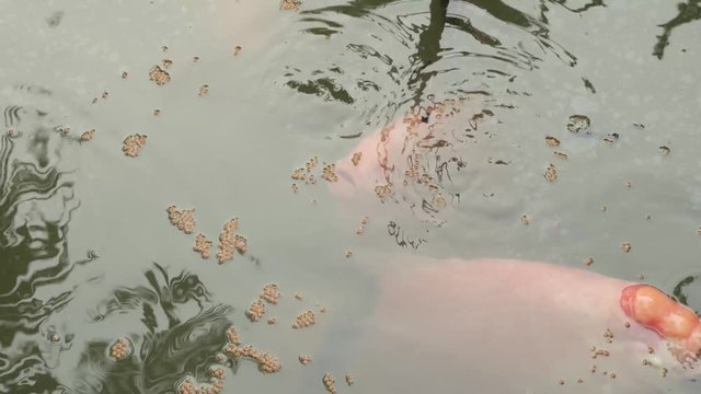 Ruby Fish,
Ruby Fish in a Pond,
Ruby Fish in Natural Pond,
Feeding Ruby Fish