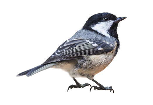 Coal tit (Periparus ater), isolated on white background