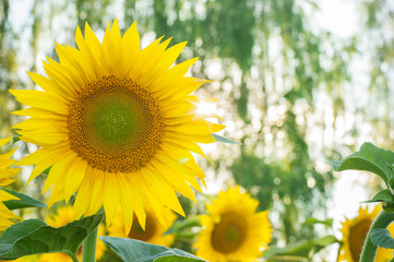 Obraz premium sunflowers