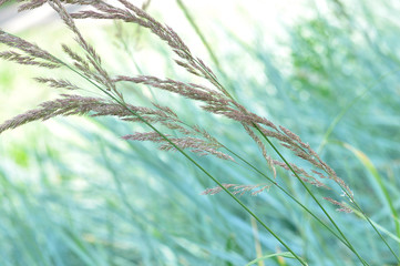  Field grass © HelenPavlenko
