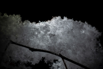 A thin twig of a tree covered with snow at night on a black background