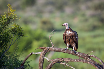 Hooded vulture in Kruger National park, South Africa ; Specie family Necrosyrtes monachus of Accipitridae