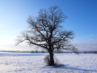 Baum in winterlicher Traumlandschaft