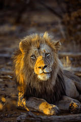 African lion in Kruger National park, South Africa