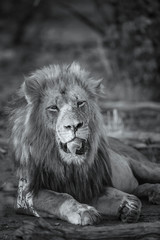 African lion in Kruger National park, South Africa