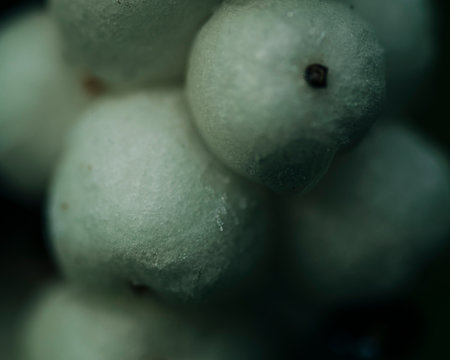 Snowberry