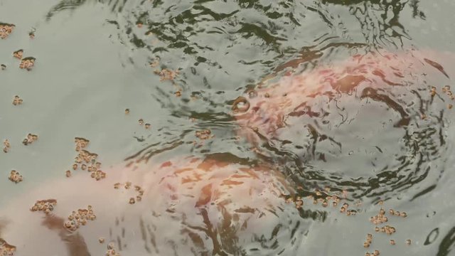 Ruby Fish,
Ruby Fish in a Pond,
Ruby Fish in Natural Pond,
Feeding Ruby Fish