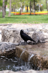 Black crow