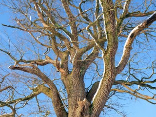 Fototapeta na wymiar Baum im Winter vor blauem Himmel