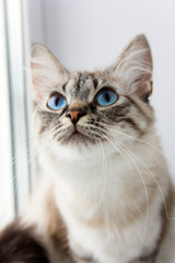 cute fluffy cat with blue eyes sititng on a window sill portrait