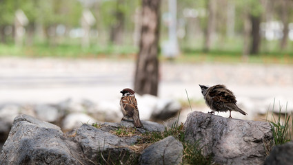 Sparrows