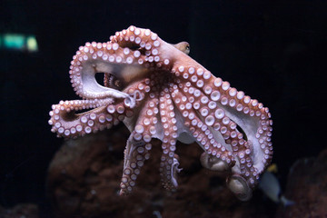 Fototapeta premium Octopus_2