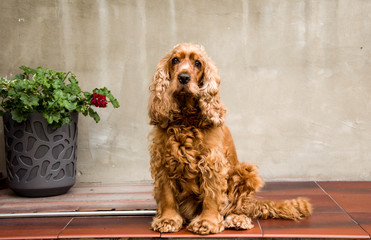 cocker spaniel rudy