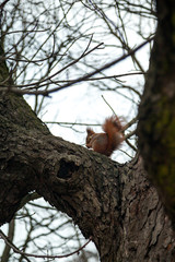 squirrel
