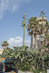 Italia Puglia Torre Del Fiume Di Galatena agave in fiore