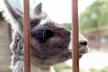 Llama