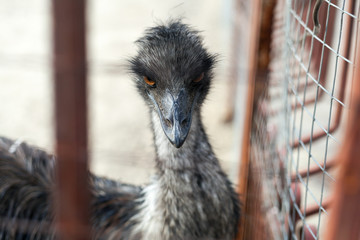 EMU