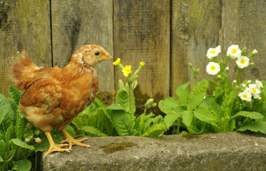 Red chicken hen outside standing at fence