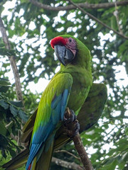 A close up of a single green macaw on a branch of a tree in Costa Rica