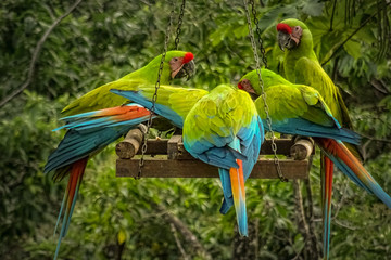A number of Green Macaws on a feeding platform in Costa Rica
