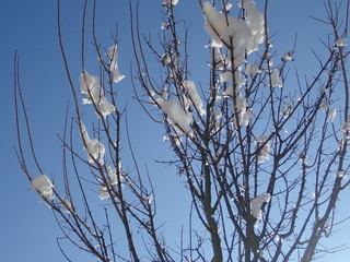 beautiful winter tree with snow on branches