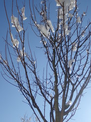 beautiful winter tree with snow on branches