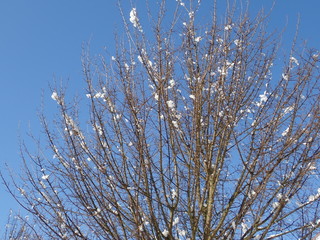 beautiful winter tree with snow on branches