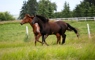 Thoroughbred horses in field 