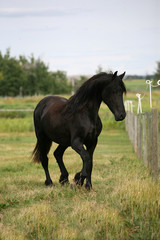 Friesian Horse