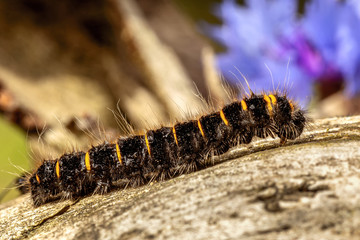 Caterpillar on a piece of wood with a blue flower with a blurred background.