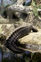 Crocodile, alligator