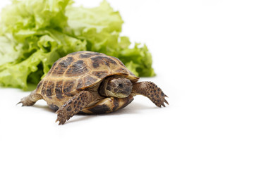 Central Asian land tortoise, turtle on white background